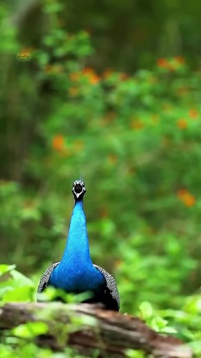 Warna Terindah Merak: 4 Jenis Merak Paling Menakjubkan