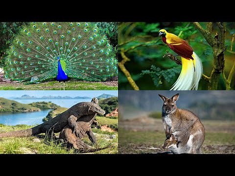 Flora dan Fauna Indonesia