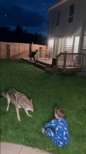 CCTV Footage: Wolf Attacks Child at Night — Father Fights It Off With a Bat #WolfAttack #CCTVFootage