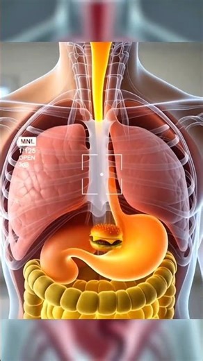 “Inside the Human Body: 3D Burger Breakdown Process” (part-01) 3d humanbodi #trending #viral#shorts