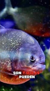 Piranhas aren't what you were told🐟