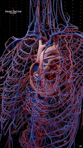 Heart or Brain: Who Runs Your Feelings? 🫀vs 🧠