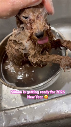 Bathing a tiny red Maltipoo girl #red Maltipoo