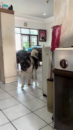 Loki the Big Head: A Cute American Akita Showcase