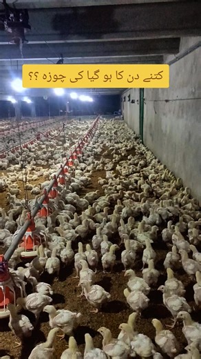 Understanding Poultry Farming: Key Insights for Beginners