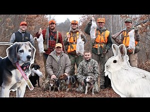 Snowshoe Hare Hunting w/ Beagles & The Hunting Public | Part 1