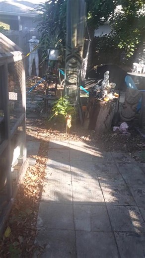 The neighbors cat comes over to say hi to the chickens! | Jett Black Berlin