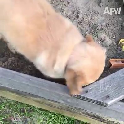 24M views · 338K reactions | It's time to go to the dog park!  | America's Funniest Home Videos | Facebook