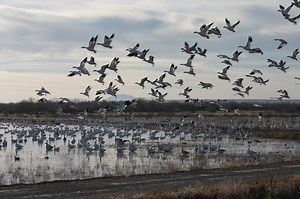 222 reactions · 41 shares | Looking for duck hunting land? | United Country Real Estate | Facebook