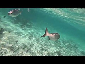 Snorkeling / Akumal Bay / Mexico