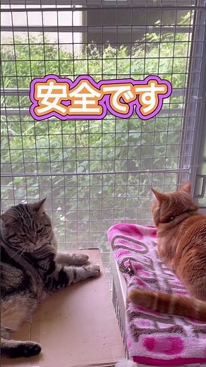 手作り猫脱走防止ゲートの活用 網戸だけだと心配 簡単＆安く作れます やんちゃな猫ちゃんは網に登ったりしますが大丈夫安全です😸🌈🎵作り方は別動画をご覧下さい#猫防止ゲートを作った
