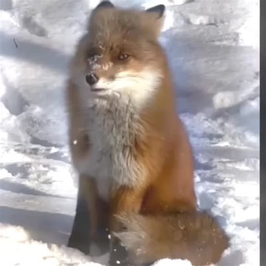 力fox lover ❤️ on Instagram: "I love foxes so much 力殺"