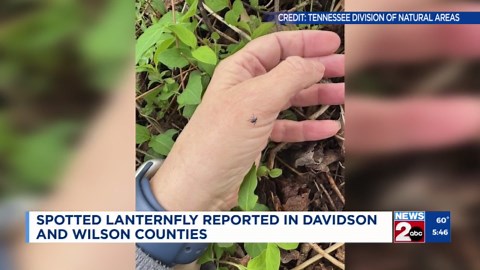Spotted lanternfly spotted again in Middle TN