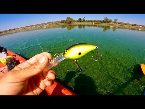 Como Pescar en Aguas Verdes! | Señuelos y Técnicas comprobadas!