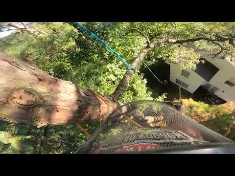 First Pine Was a Mess… But the Next Two Were Perfect! Part 1