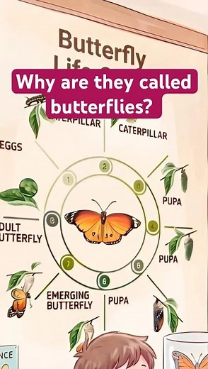 Why Are They Called Butterflies? #butterflies #namemeaning