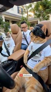 Meals on wheels: Taco Bell #tacobell #chefmeow #mexicofood #mexicanfood #meow #catshorts #chefmeow