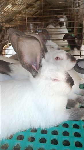 Rabbit Breeding Setup: Understanding Pair-Based Rearing in Farms 👀