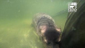 Take a dip in the deep end with Fiona