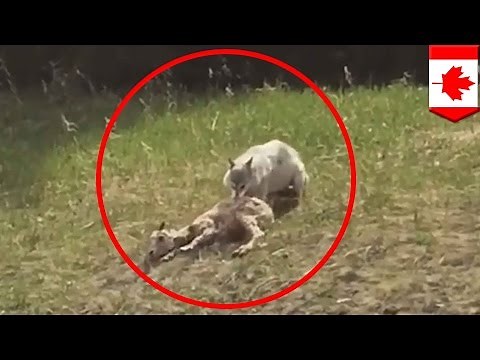 Wolf catching prey: Caught-on-camera wolf vs sheep encounter ends as you’d expect - TomoNews