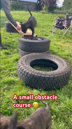 Puppy’s learning to navigate a small obstacle course ❤️