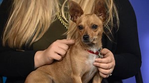 Meet Baxter! This adorable pup is available for adoption today at the Seattle Humane Society :) | KOMO News