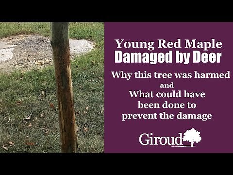 Young Red Maple Damaged by Deer