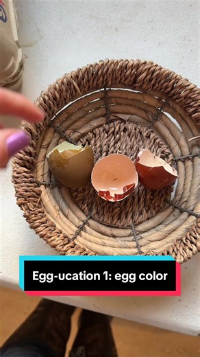 Egg-ucation video 1: basics of egg color 💙💚 #eggs #farmlife #colorfuleggs #chickens #hatching