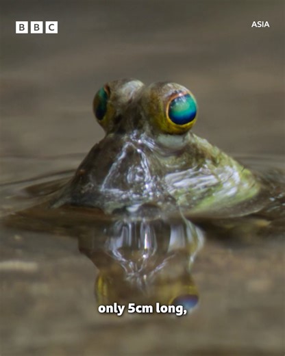 Hear me out, they're actually really cute. #DavidAttenborough #Mudskippers #Mangroves #Nature #NaturalWorld #Asia #BBCAsia Mudskippers are remarkable little fish that live most of their life on land in Mangroves. This mudskipper duels with a male in order to find a mate to start a family. | BBC