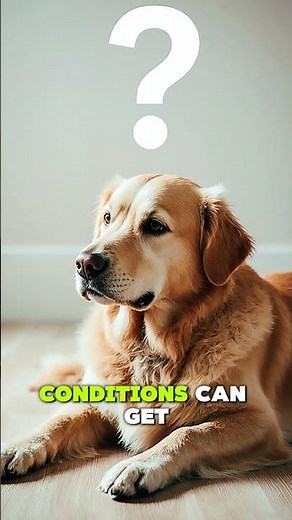 Never Ignore This Sound from Your Dog’s Stomach!