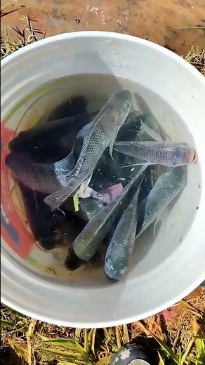 Fish Farming in Kenya