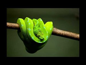 Snake Hissing Sound Effect 1 Hour Animal Sound