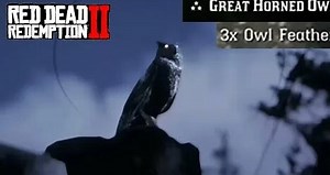 Where To Find an Owl Consistent Spawn!  - Red Dead Redemption 2 Owl Feathers Location Guide (RDR2)