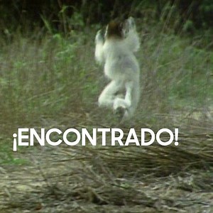 196K views · 1.5K reactions | Quien ya perdió un smartphone conoce la alegría de encontrarlo. Esta tarea es mucho más fácil con la app "Find my mobile" . Encuentra mi teléfono (App Find my mobile). Tu teléfono inteligente más protegido | Samsung | Facebook