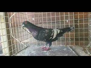 Rare colour racing pigeons... Toy stencil and frill stencil... Lottering Loft