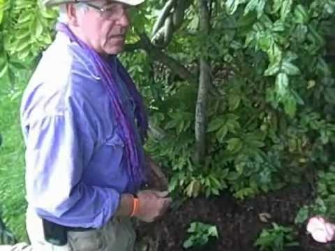Growing Violet Plants Demonstration