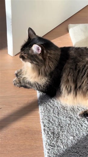 @feline_brotherhood Claw marks everywhere #cat #catlovers 👍