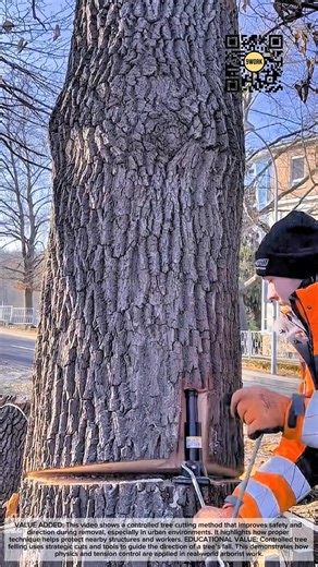 Controlled Tree Cutting Technique | Safe and Precise Urban Tree Removal #9work