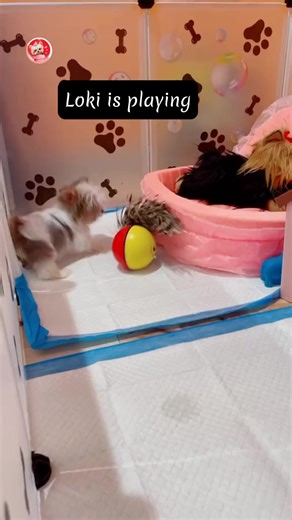 Yorkie Puppy is very excited for his new toy #yorkie #yorkshireterrier #yorkielove #yorkiepuppies #yorkiepuppy #yorkielife | I Love Yorkshire Terrier