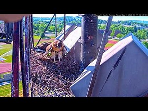 Red-tailed Hawk Fledglings Return To Nesting Platform – June 15, 2020