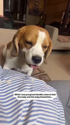 Then vs now 😅 (Dog and baby, funny, relatable, doodle, beagle, trending) | Doodle