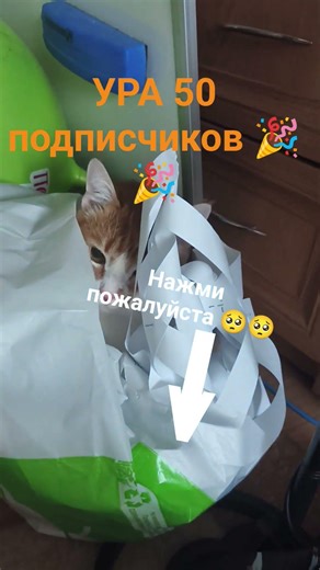 🎉🎉🎉 #cat #agrocat