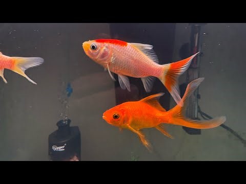 HOW I TREATED ICK FOR ALL 6 OF MY FISH 🐠