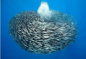 27 Incredible Underwater Pictures of Schooling Fish