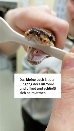 Fütterung eines #Königspython