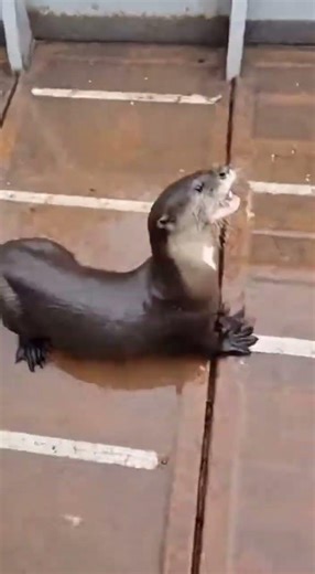 Black Caiman Jump Scare After River Otter Hits the Deck