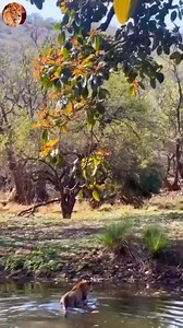 1.9M views · 10K reactions | Lion vs Baboon | Bhojpuriya Khabar HDTV | Facebook