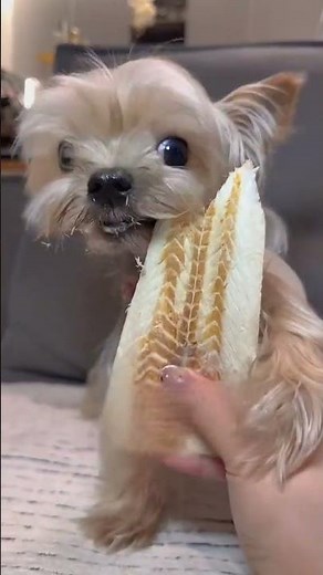 Why I Spoil My Cute Yorkie Exquisite Pet Feeding Time