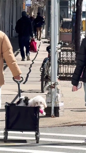 These dogs travel better than people 😄 #travel