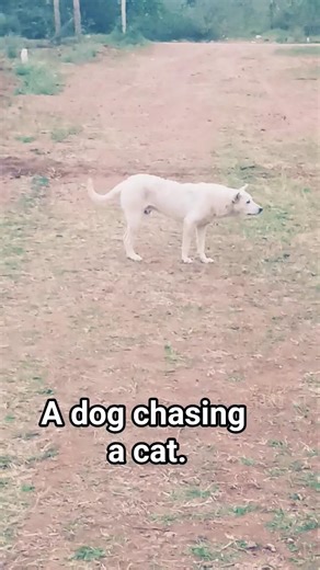 a dog chasing a cat.